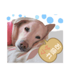 愛しのレオ（個別スタンプ：3）