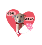 愛しのレオ（個別スタンプ：7）