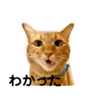 花と琥珀と実々（個別スタンプ：6）