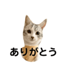 花と琥珀と実々（個別スタンプ：9）