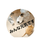 花と琥珀と実々（個別スタンプ：12）