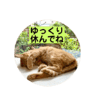花と琥珀と実々（個別スタンプ：18）