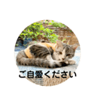 花と琥珀と実々（個別スタンプ：21）