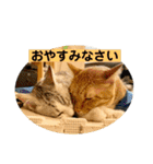 花と琥珀と実々（個別スタンプ：28）