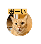 花と琥珀と実々（個別スタンプ：30）