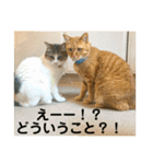 花と琥珀と実々（個別スタンプ：36）