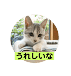 花と琥珀と実々（個別スタンプ：37）