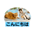 花と琥珀と実々（個別スタンプ：40）