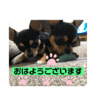 スムースチワワのレモンとハニー8（個別スタンプ：5）