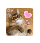 可愛い❤️可愛い❤️モコちゃん❤️（個別スタンプ：1）