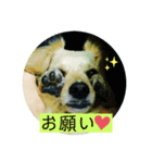 チワックスのてん③（個別スタンプ：1）