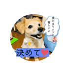 チワックスのてん③（個別スタンプ：4）