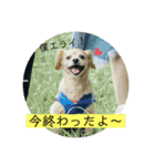 チワックスのてん③（個別スタンプ：5）