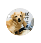 チワックスのてん③（個別スタンプ：7）