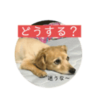 チワックスのてん③（個別スタンプ：8）