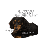 ららの『 なに？』（個別スタンプ：1）
