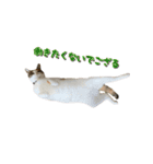 やる気のない三毛猫むぎ（個別スタンプ：1）