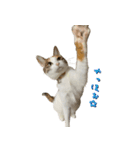 やる気のない三毛猫むぎ（個別スタンプ：2）