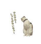 やる気のない三毛猫むぎ（個別スタンプ：3）