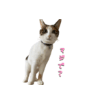 やる気のない三毛猫むぎ（個別スタンプ：4）