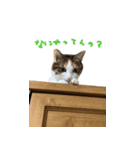 やる気のない三毛猫むぎ（個別スタンプ：7）