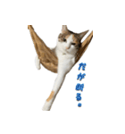 やる気のない三毛猫むぎ（個別スタンプ：8）