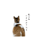 やる気のない三毛猫むぎ（個別スタンプ：9）