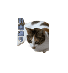 やる気のない三毛猫むぎ（個別スタンプ：11）