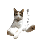 やる気のない三毛猫むぎ（個別スタンプ：12）