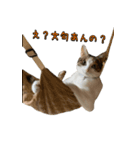 やる気のない三毛猫むぎ（個別スタンプ：13）