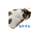やる気のない三毛猫むぎ（個別スタンプ：14）