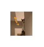 やる気のない三毛猫むぎ（個別スタンプ：15）