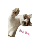 やる気のない三毛猫むぎ（個別スタンプ：16）