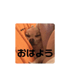 チワワのミルちゃんスタンプ（個別スタンプ：11）