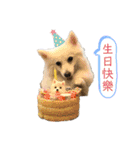 ゴメーの祝日お祝い言葉(中国語)（個別スタンプ：1）