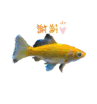 my zoo 01（個別スタンプ：14）