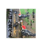 my zoo 01（個別スタンプ：21）
