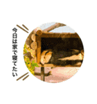 my zoo 01（個別スタンプ：24）