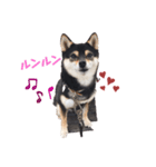 豆柴てつこのスタンプ2（個別スタンプ：7）