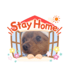 ♡ポメマルのモカくん♡4（個別スタンプ：3）