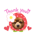 ♡ポメマルのモカくん♡4（個別スタンプ：9）