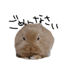うちのふてピョン（個別スタンプ：2）