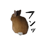 うちのふてピョン（個別スタンプ：3）