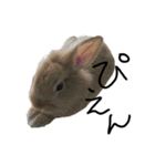 うちのふてピョン（個別スタンプ：7）