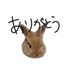 うちのふてピョン（個別スタンプ：16）