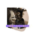 all飼い猫色々スタンプ（個別スタンプ：1）