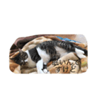 all飼い猫色々スタンプ（個別スタンプ：2）
