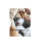 all飼い猫色々スタンプ（個別スタンプ：3）