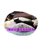 all飼い猫色々スタンプ（個別スタンプ：4）