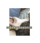 all飼い猫色々スタンプ（個別スタンプ：5）